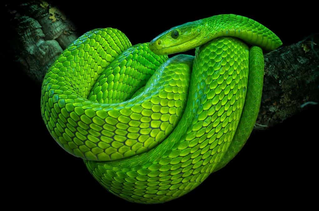 Narrow Headed Mamba