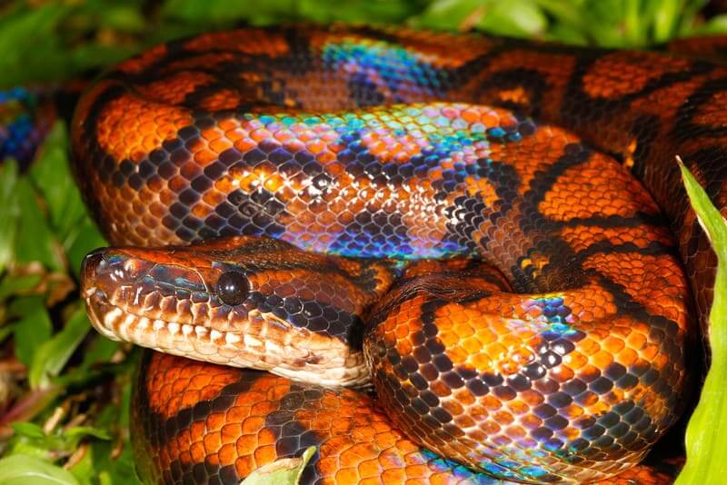 Rainbow Boa Constrictor