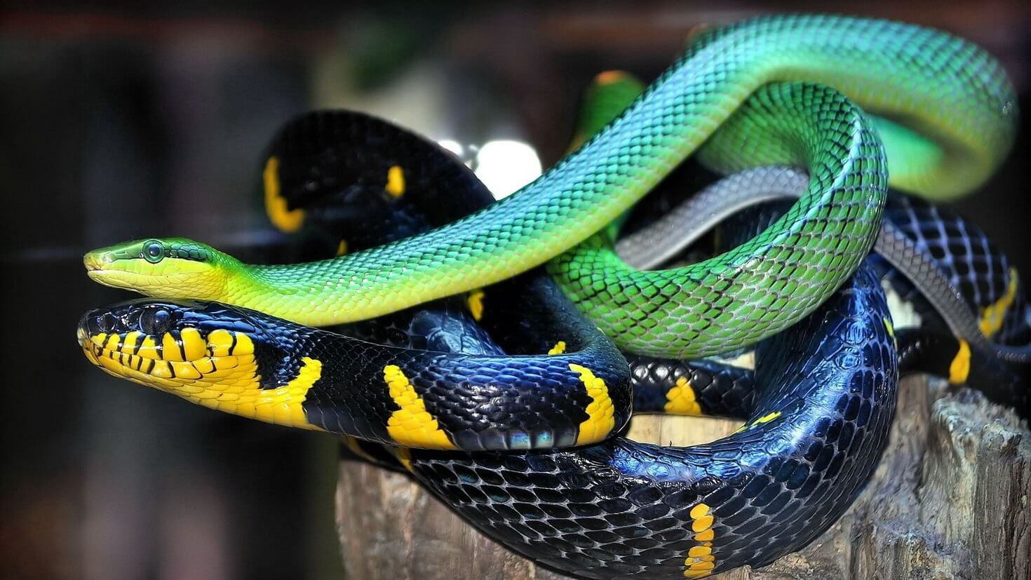 10 real snakes in nature that look fantastic