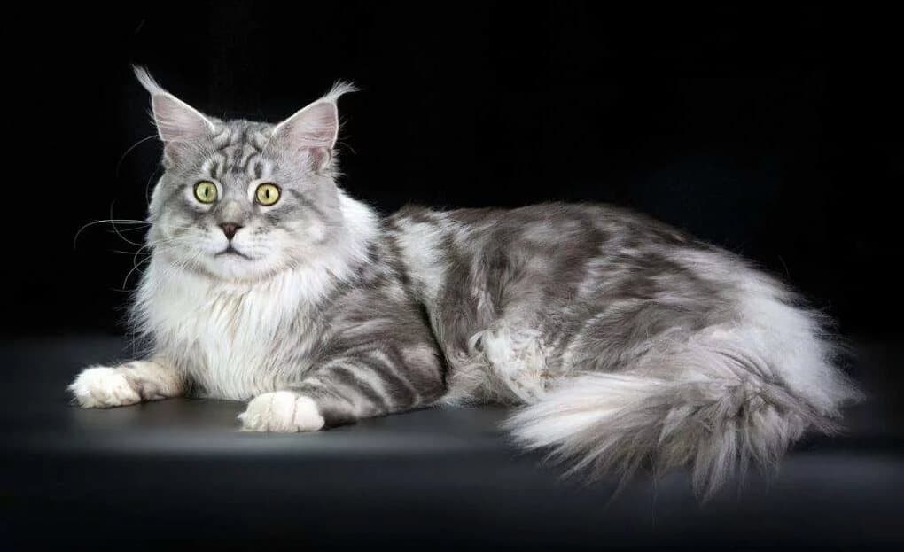 Maine Coon