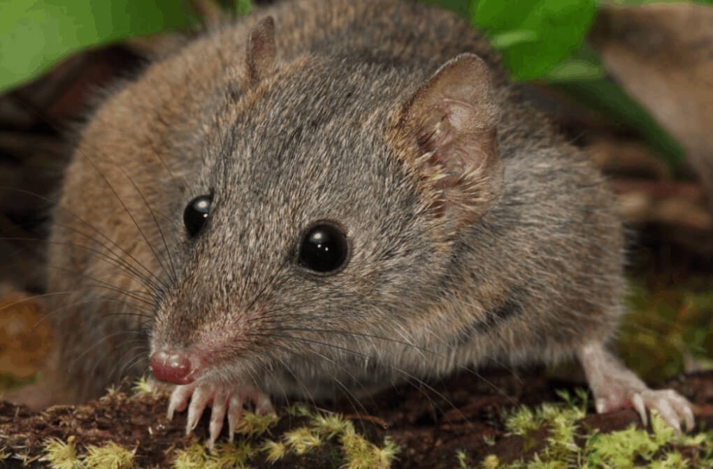 Marsupial Mouse