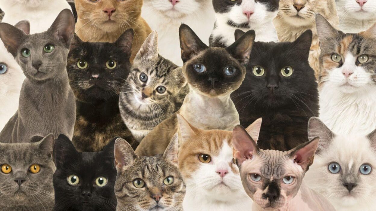 Popular Cat Breeds