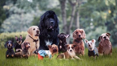 Popular Dog Breeds