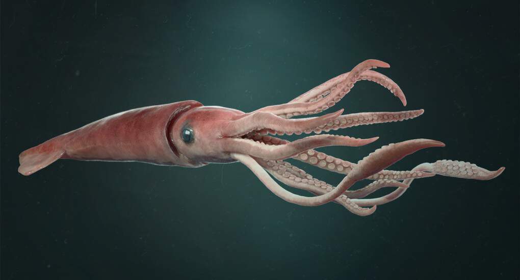 Antarctic Giant Squid