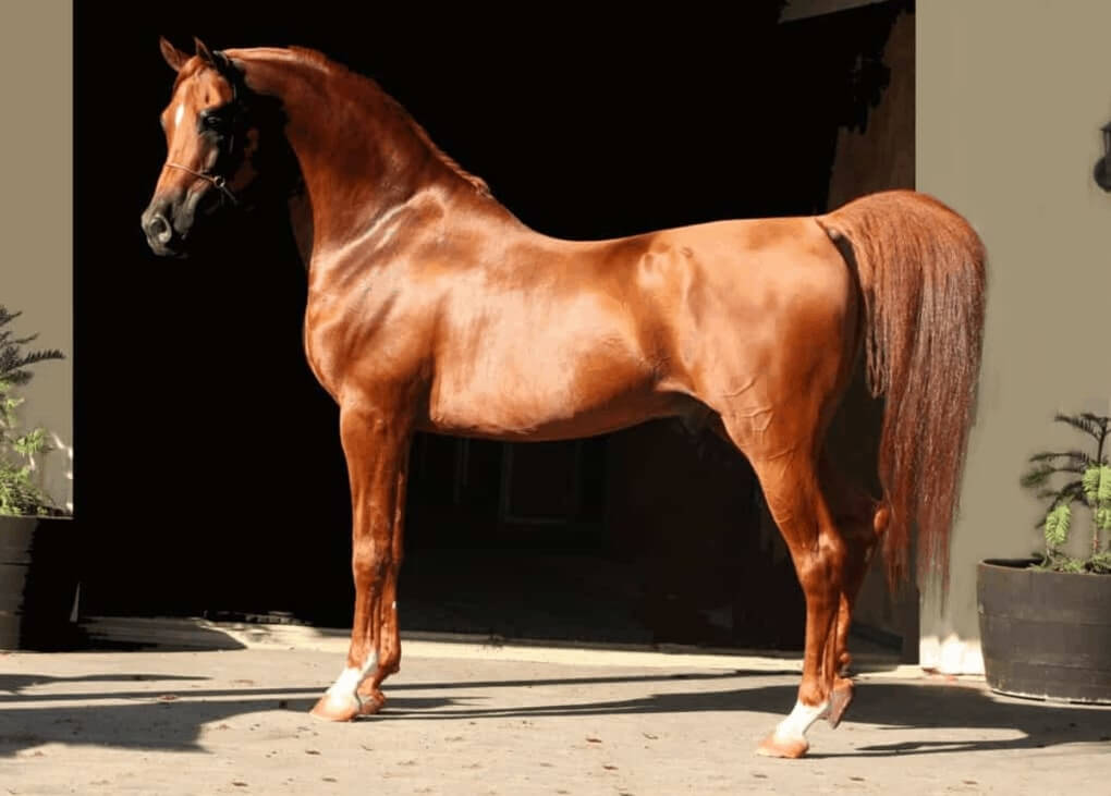 Arabian Horse