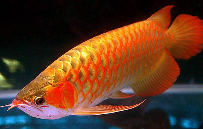 Asian Arowana Fish