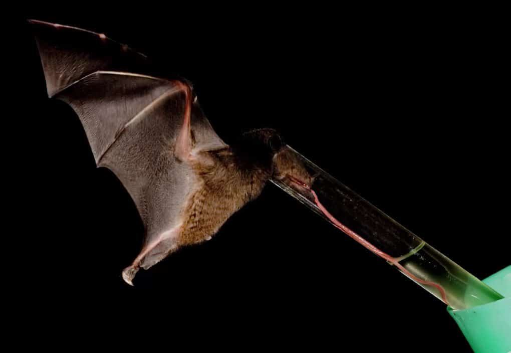 Nectar Bat
