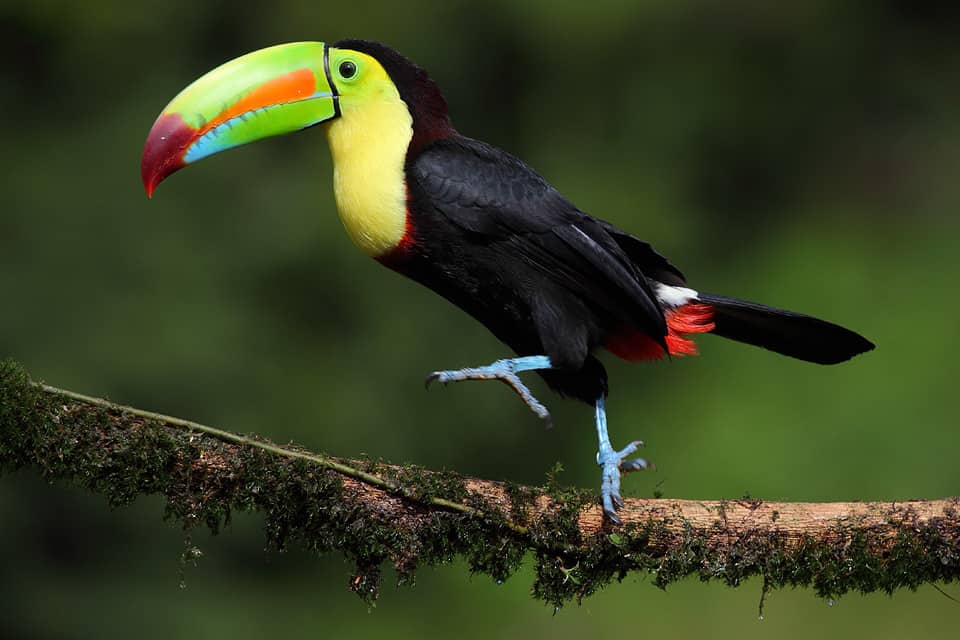 Rainbow Toucan