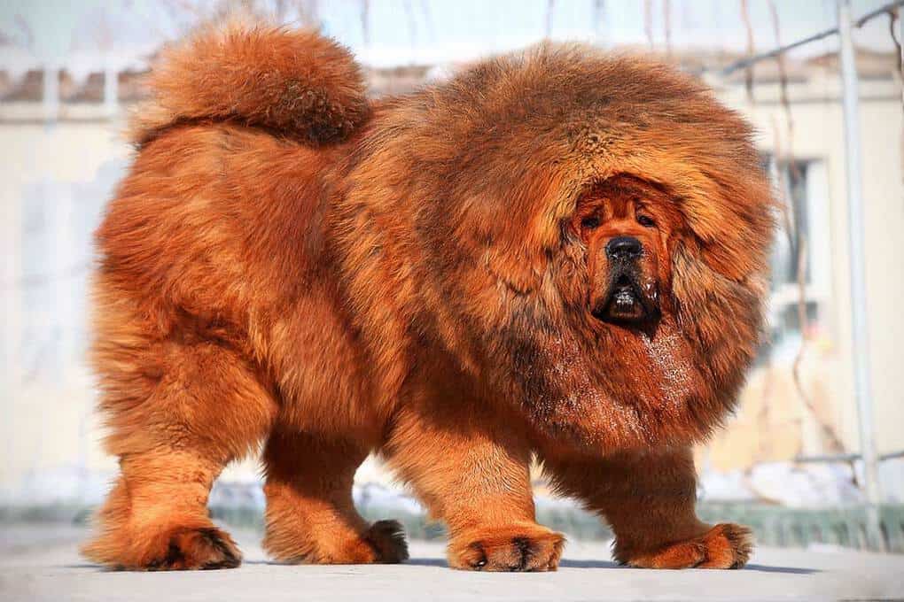 Tibetan Mastiff