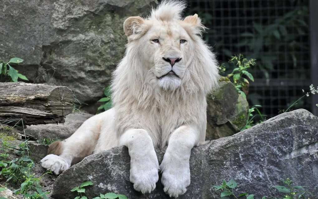 White Lion