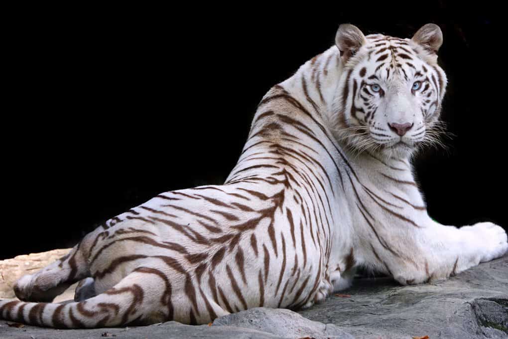 White Tiger