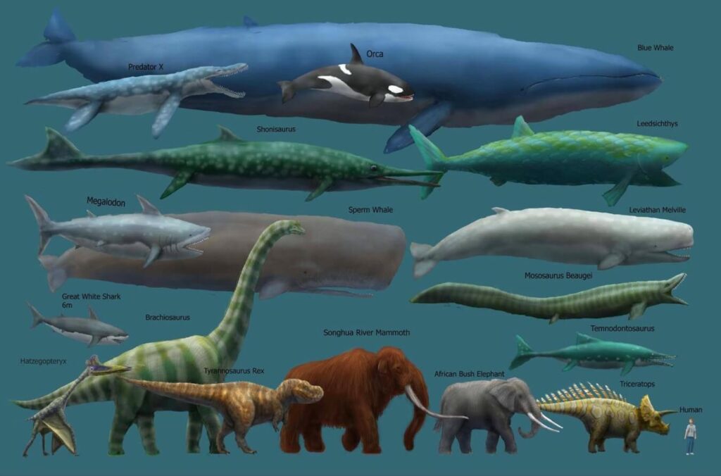 Longest Animals