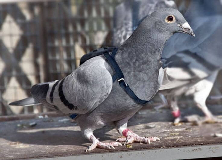 English Carrier Pigeon
