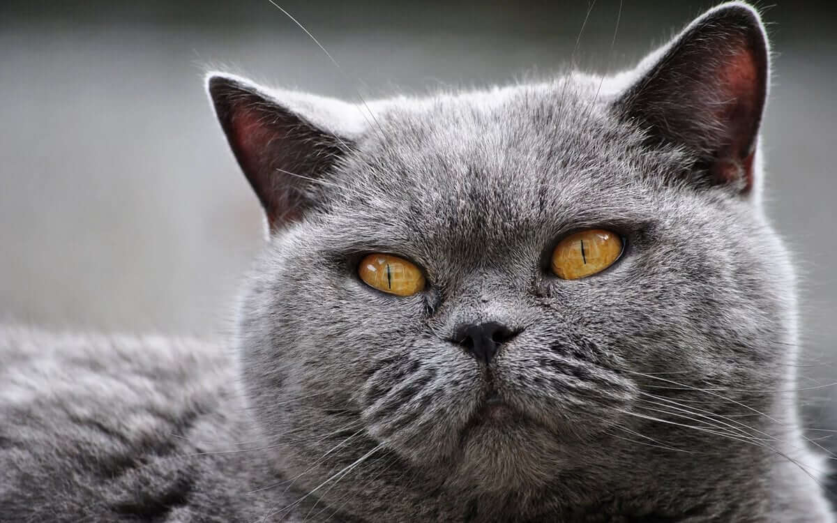 For Gray Color Cats