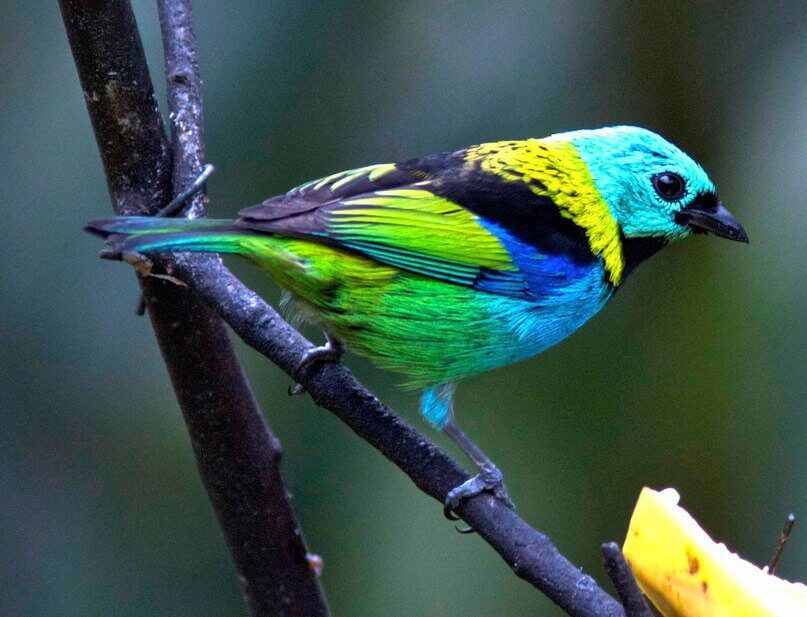 Green Headed Tanager