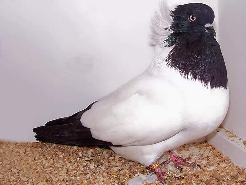 Nun Pigeon