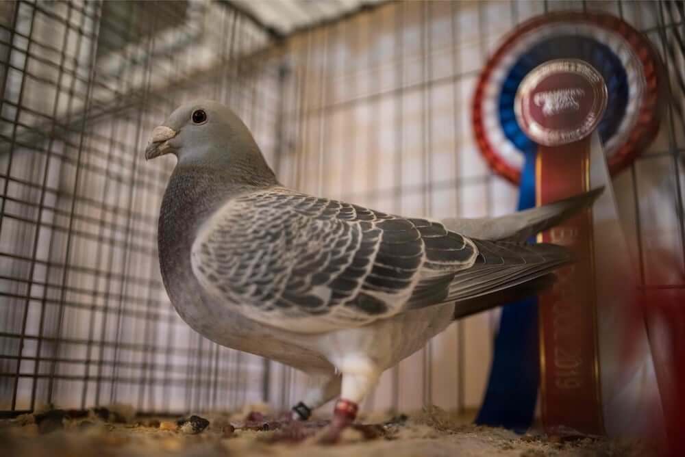 Invincible Spirit Racing Pigeon