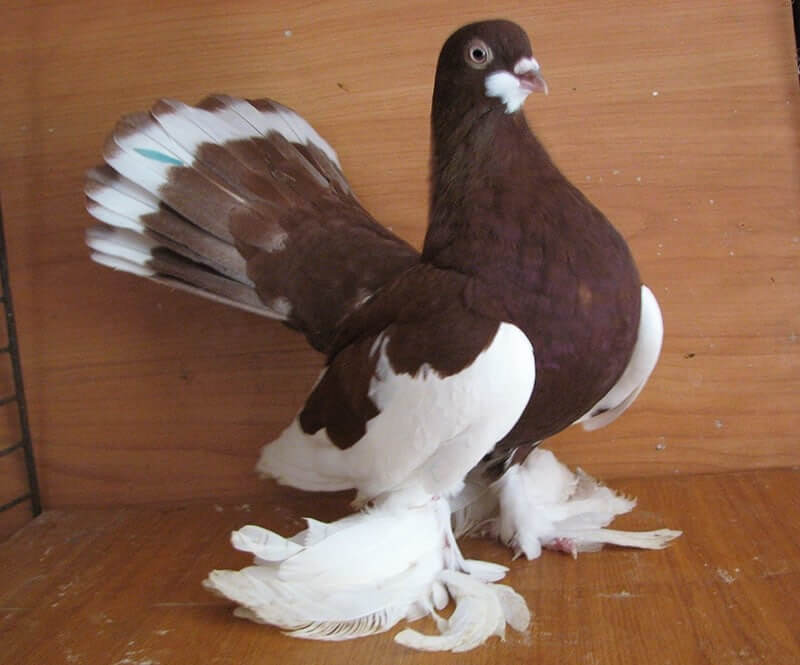 Volga Tumbler Pigeon
