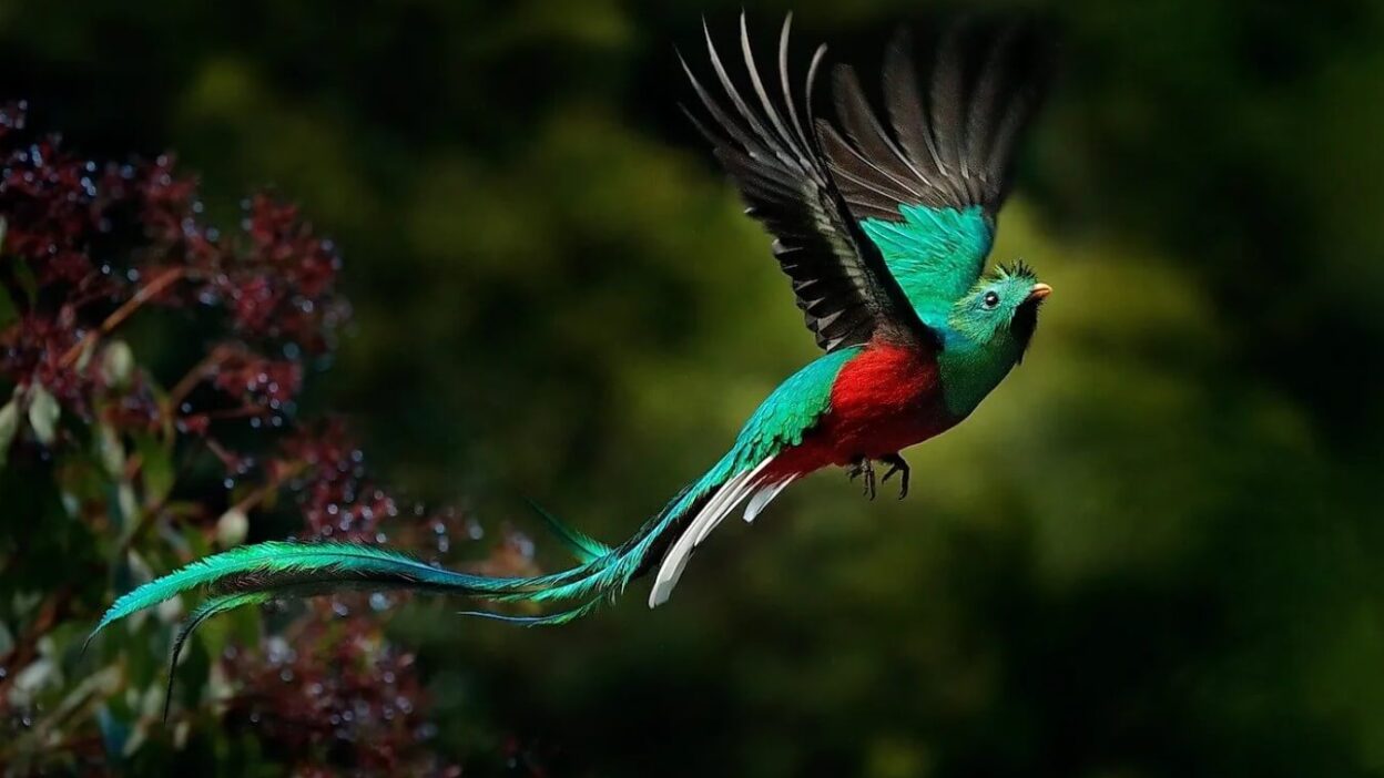 Most Beautiful Birds