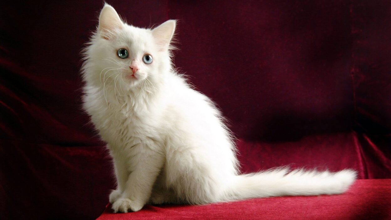 Most Beautiful Cat Breeds