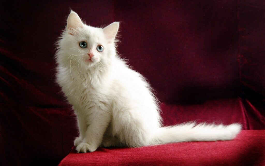 Most Beautiful Cat Breeds