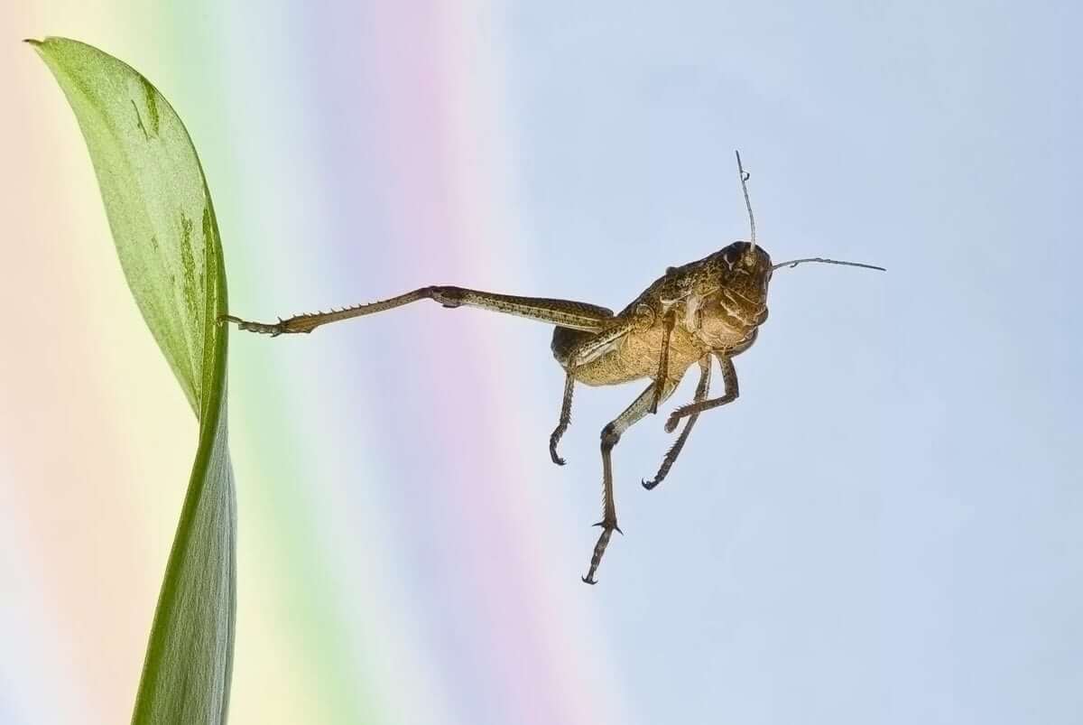 A Grasshopper Can Jump Up To 20 Times The Length Of Its Body