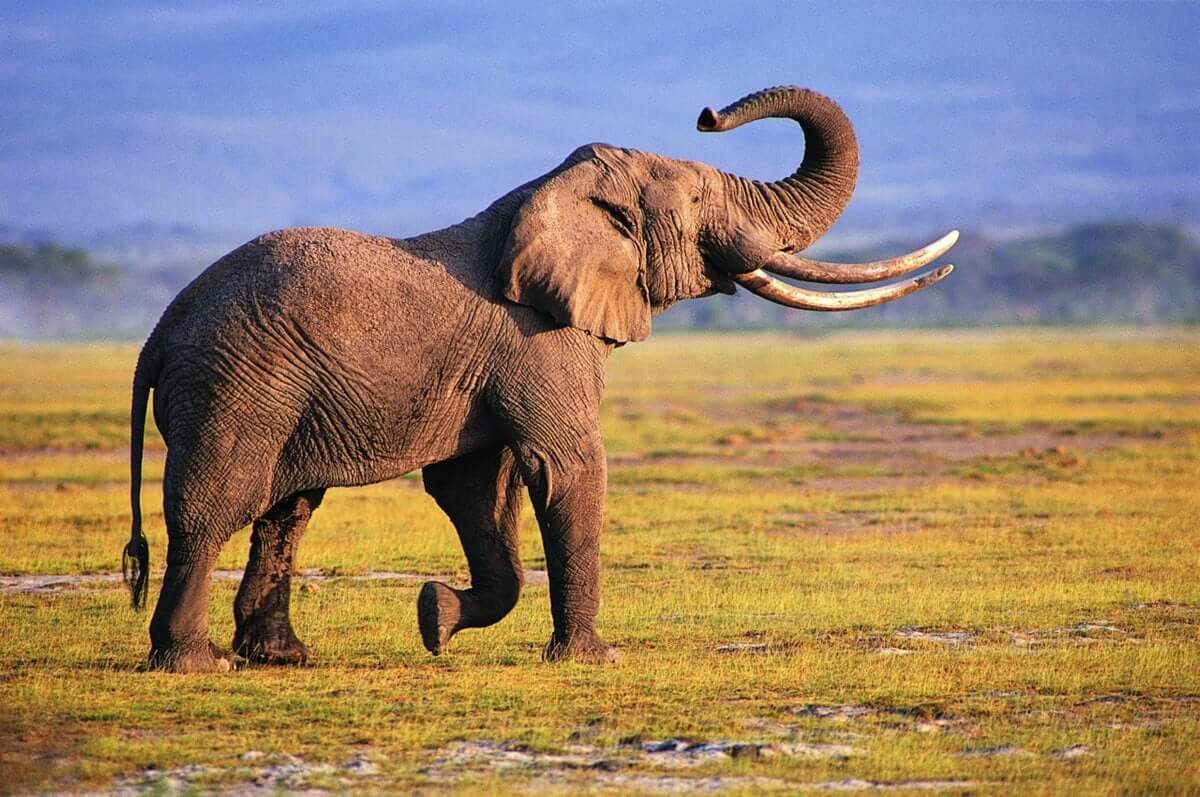 An Elephant's Tooth Can Reach A Weight Of Nine Kilograms