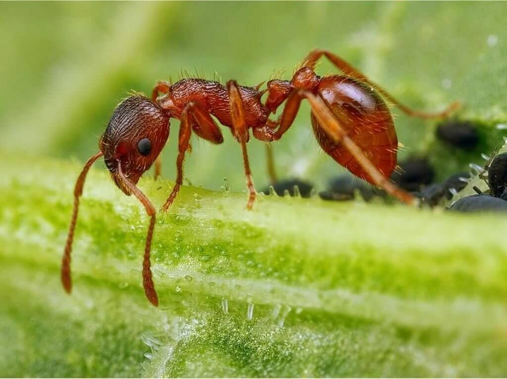 Ants Never Sleep
