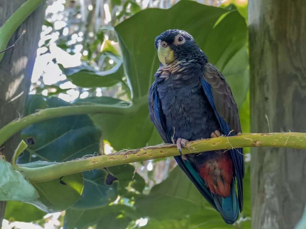 Bronze Winged Parrot