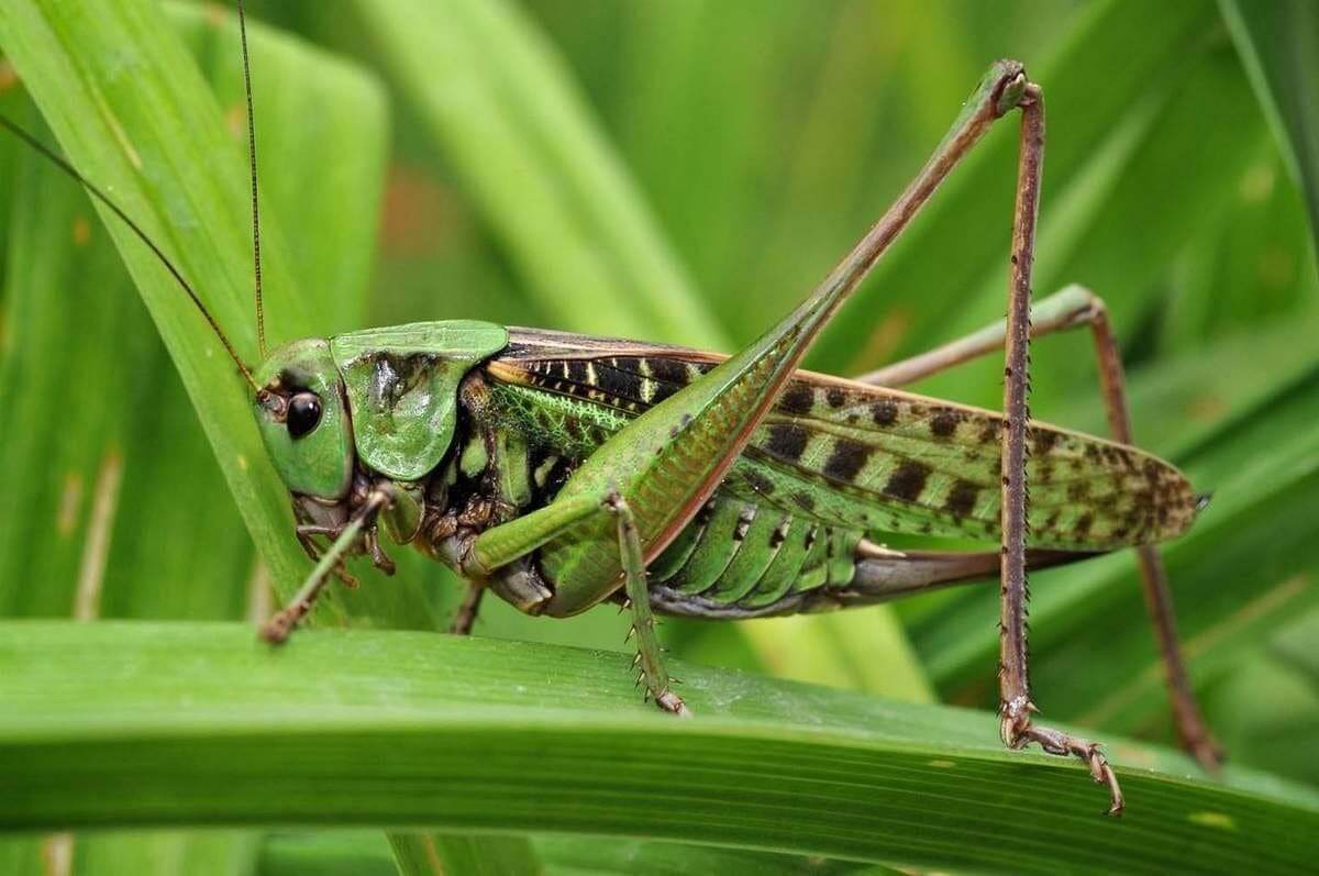 Grasshoppers Have White Blood