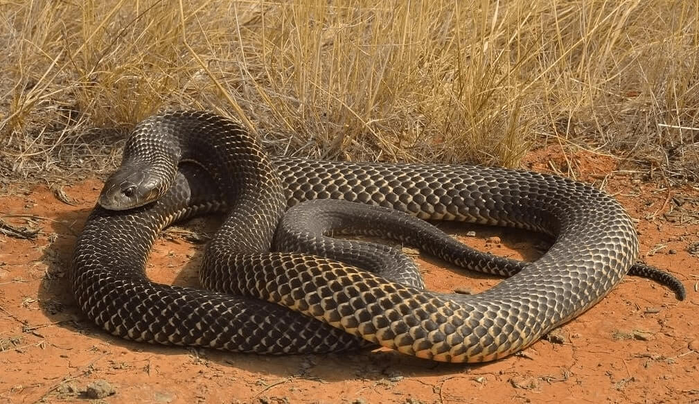 Mulga Snake