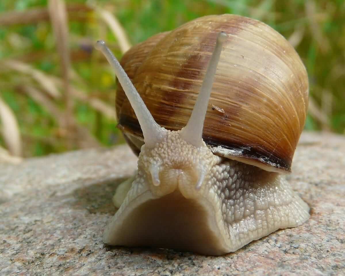 Snails Have About 25,000 Teeth