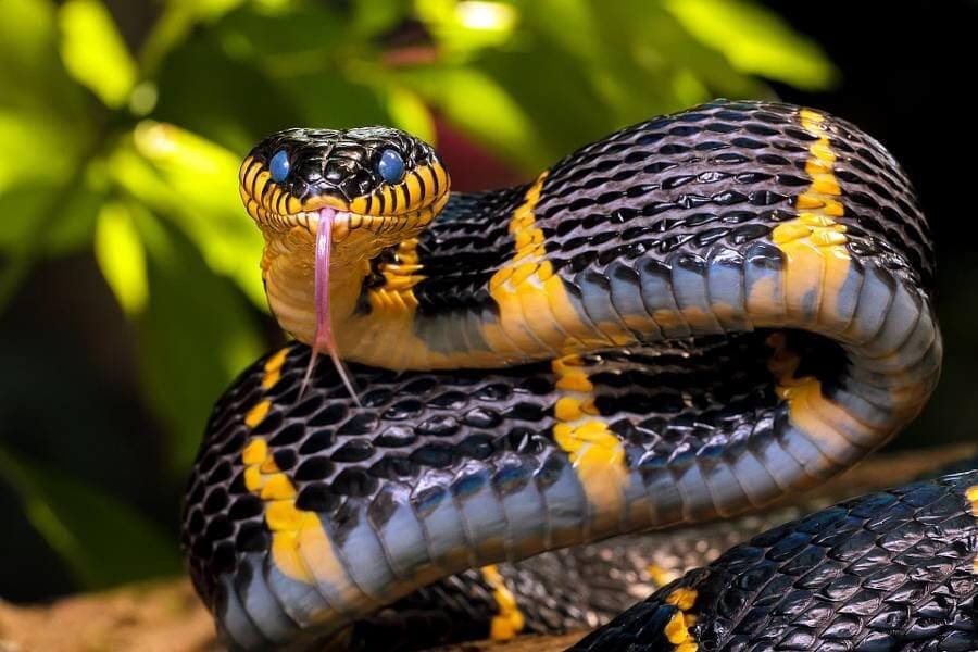 Snakes Can See Through Their Eyelids