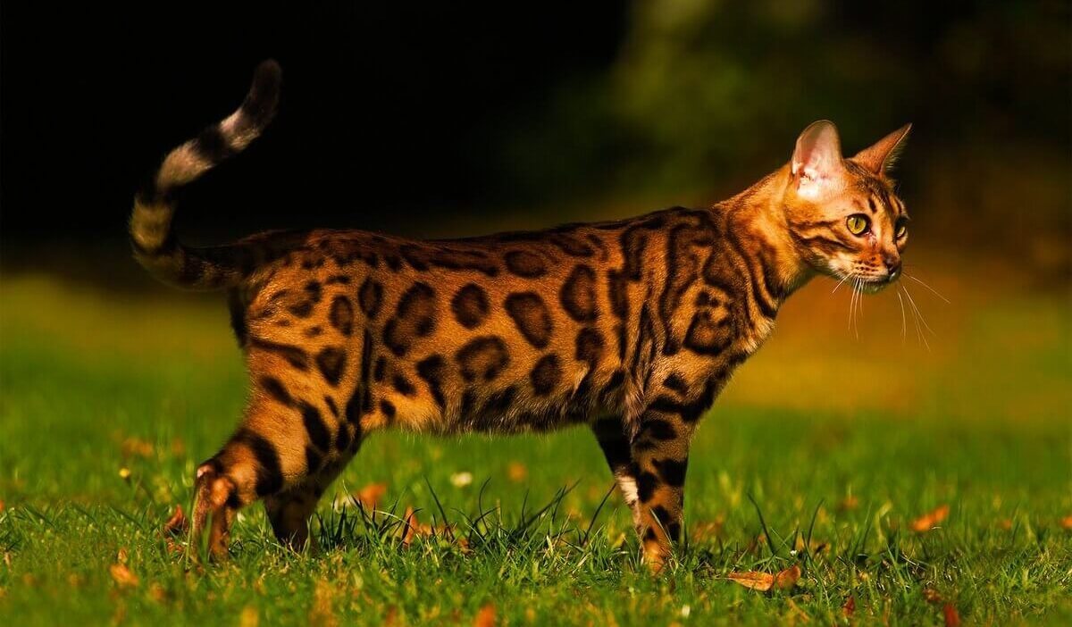 Most Expensive Cat Breeds