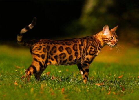 most expensive cat breeds