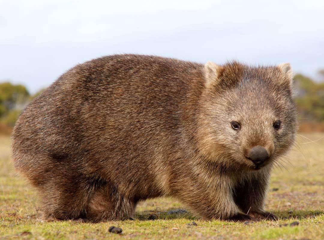 Wombat Feces Are Square Shaped