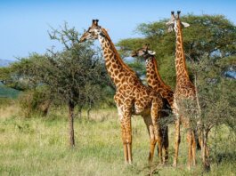 Tallest Animals