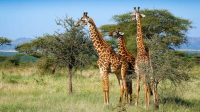 Tallest Animals