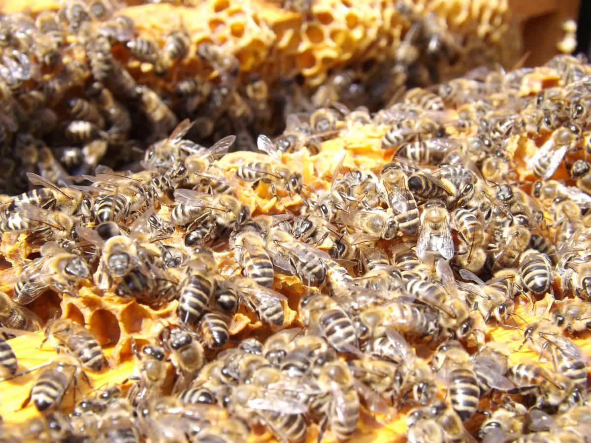 A Bee Swarm Collects About 50 Kg Of Pollen Per Season