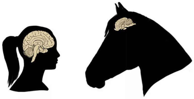 A Horse's Brain Is Half The Size Of A Human's