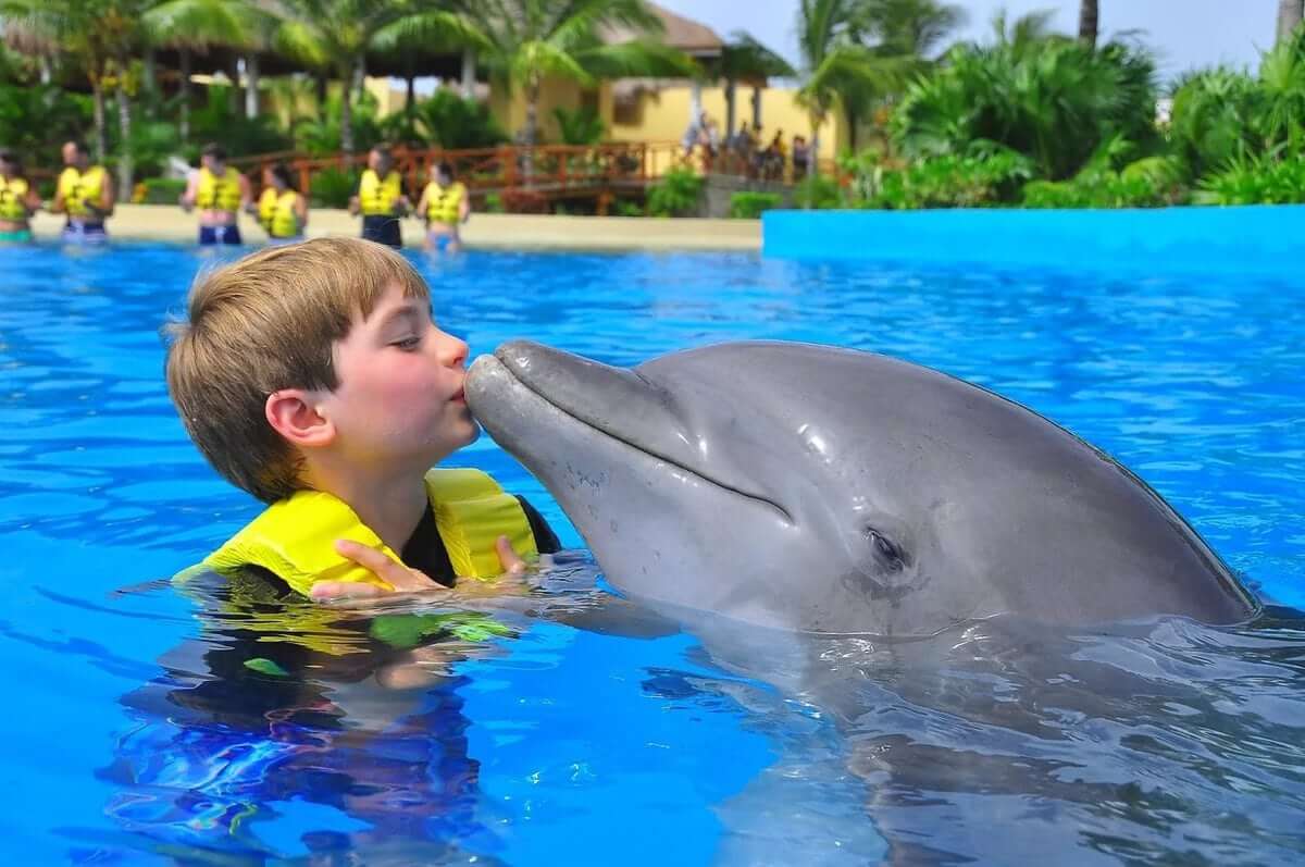Dolphin Therapy Is A Method Of Psychotherapy