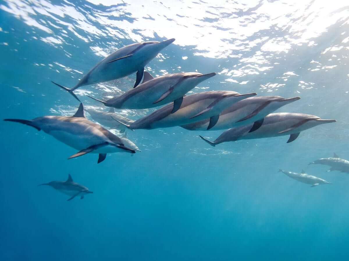 Dolphins Only Have 1 Out Of 2 Brain Hemispheres In Slow Wave Sleep