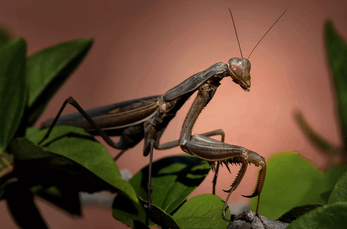For Some Mantis Species Mating Is Not Necessary