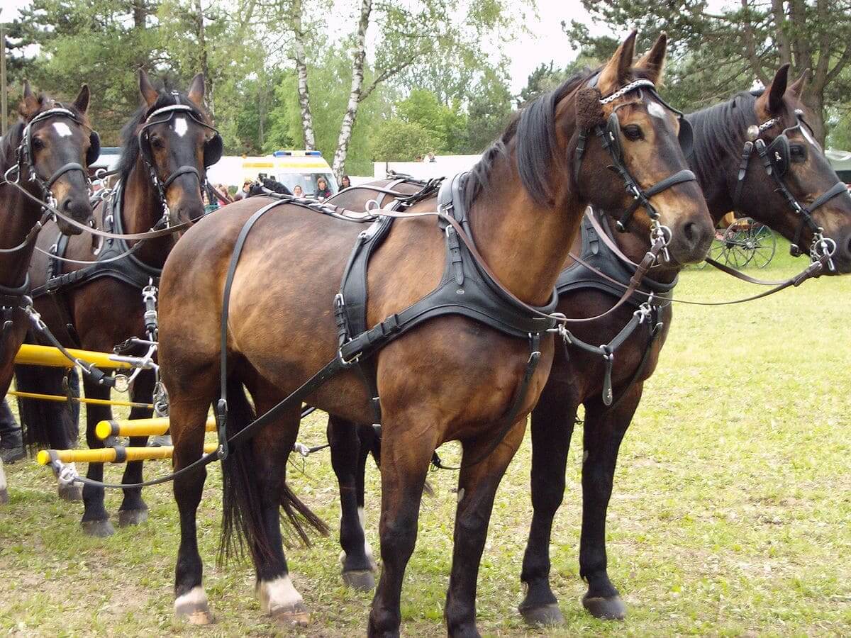 Horse Harness Was Invented By The Chinese