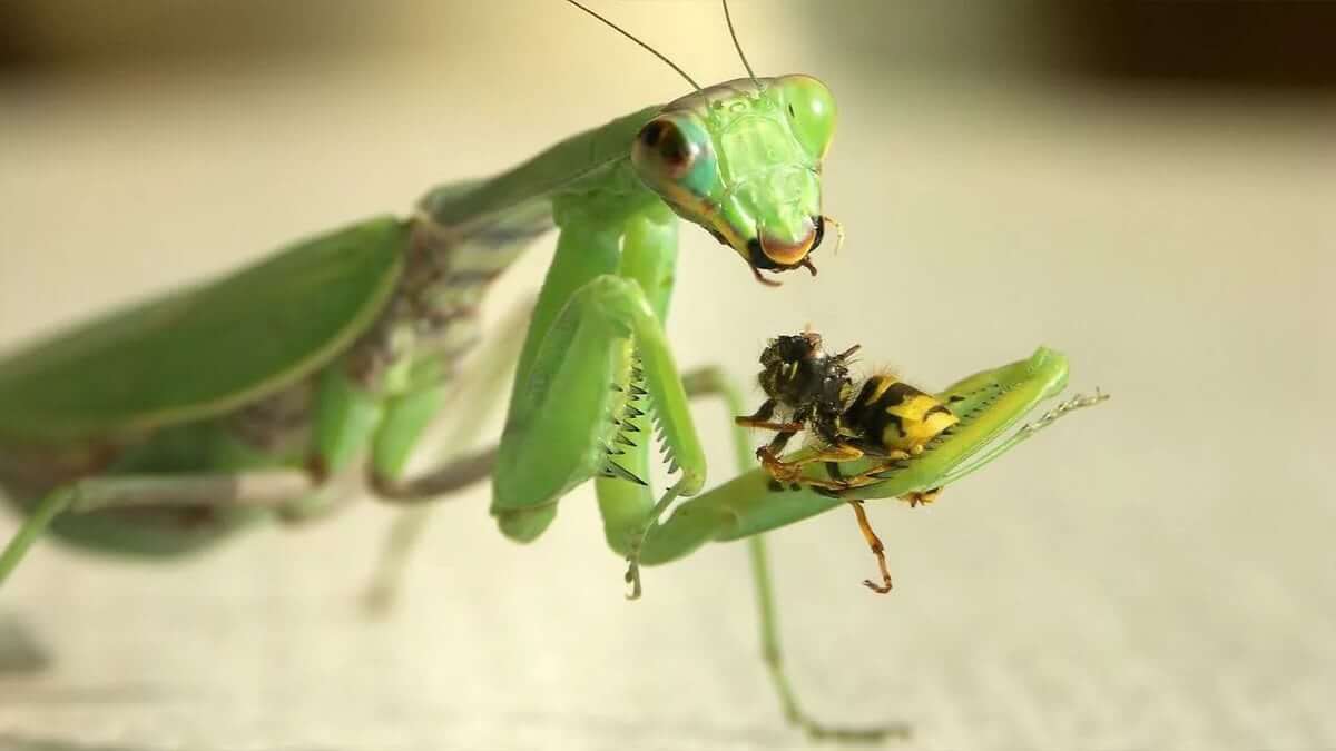 Mantises Are Predators