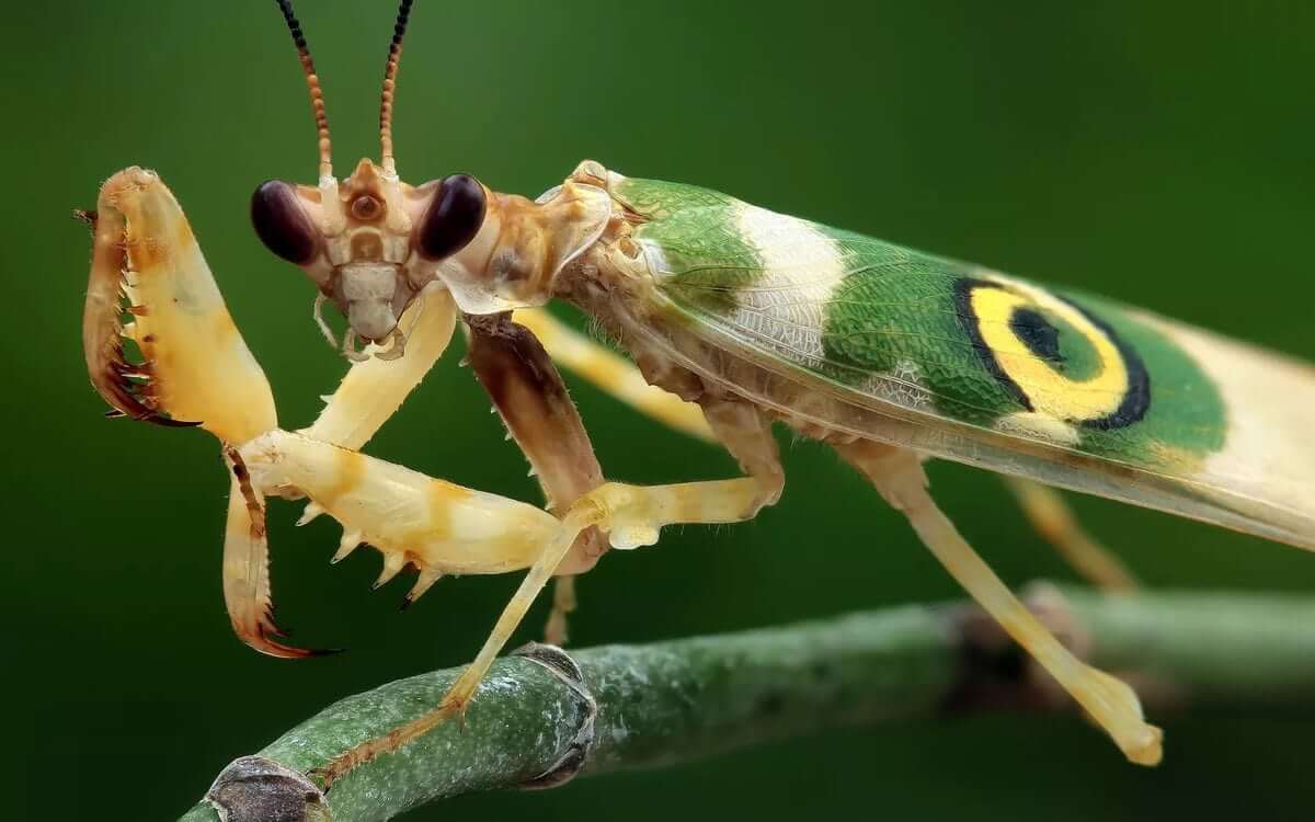 More Than Two Thousand Species Of Praying Mantises Have Been Identified