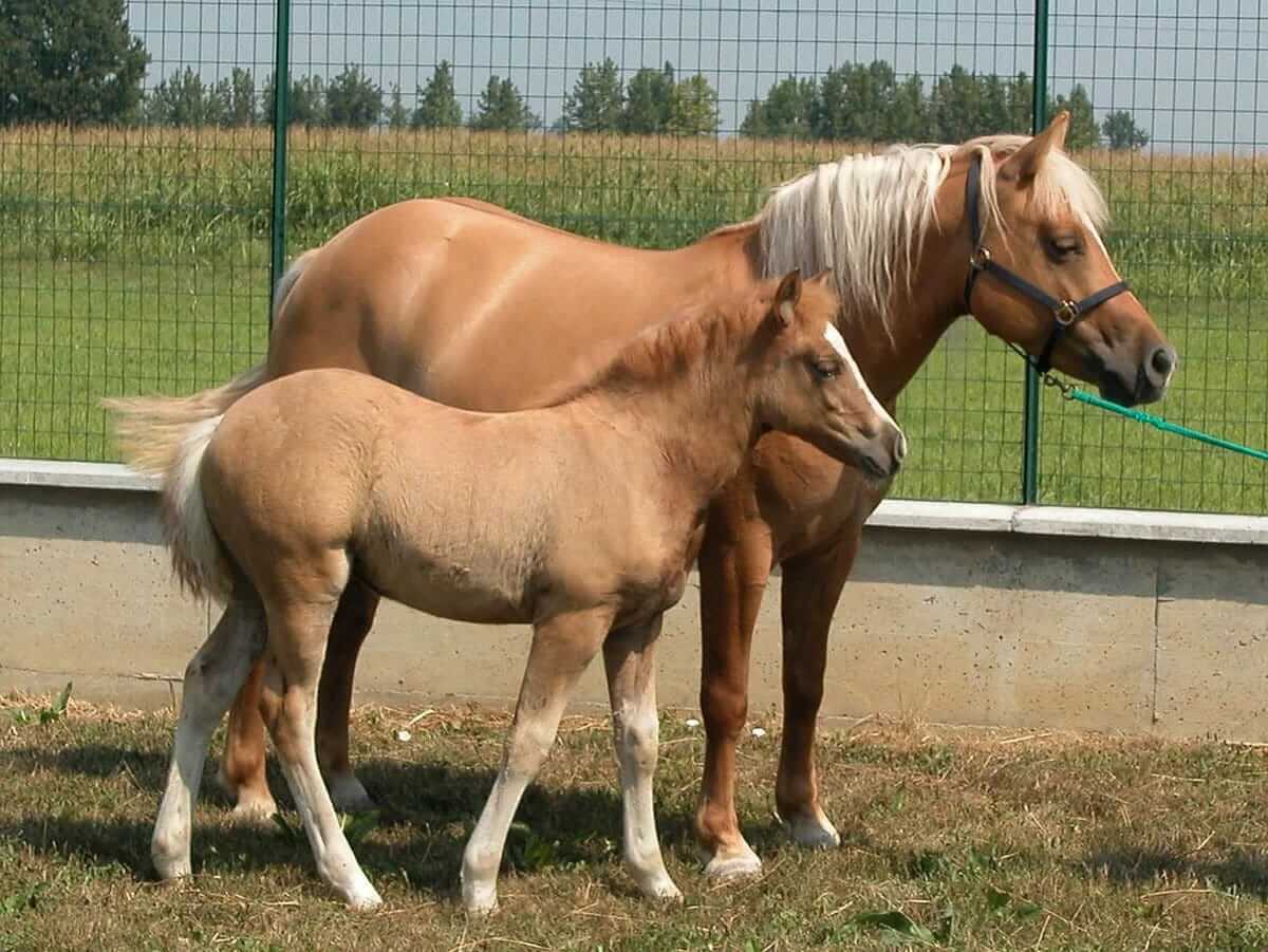 Prometheus Is The First Cloned Horse