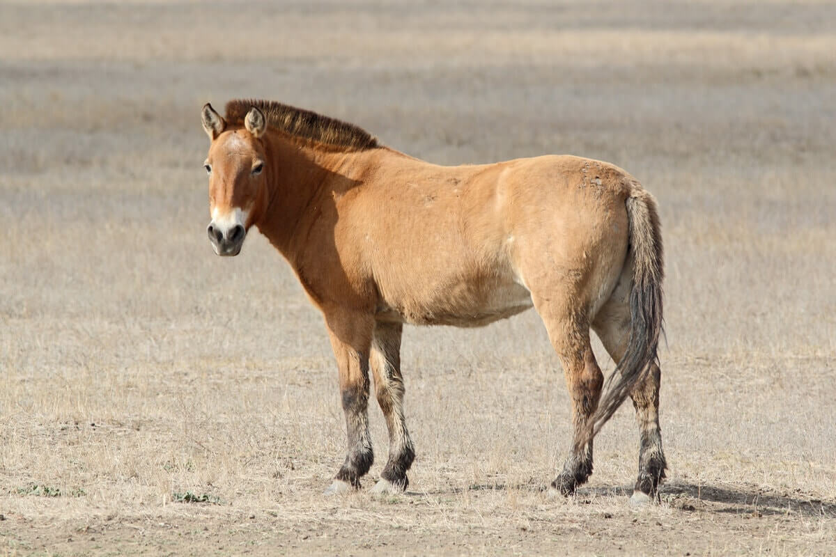 Przewalski's Horse Is The Only Wild Horse Species Available Today