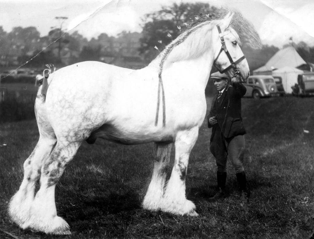 Sampson Is The Tallest Horse In The World