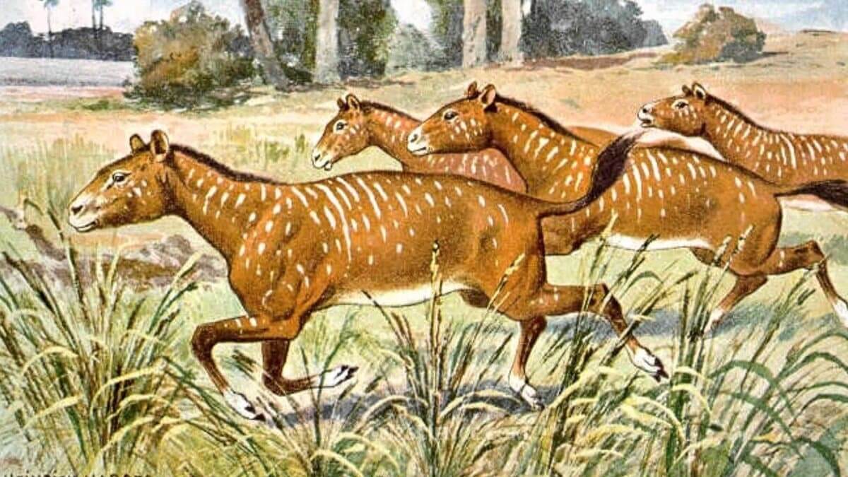 The Ancestor Of Horses Is The Prehistoric Horse Eohippus